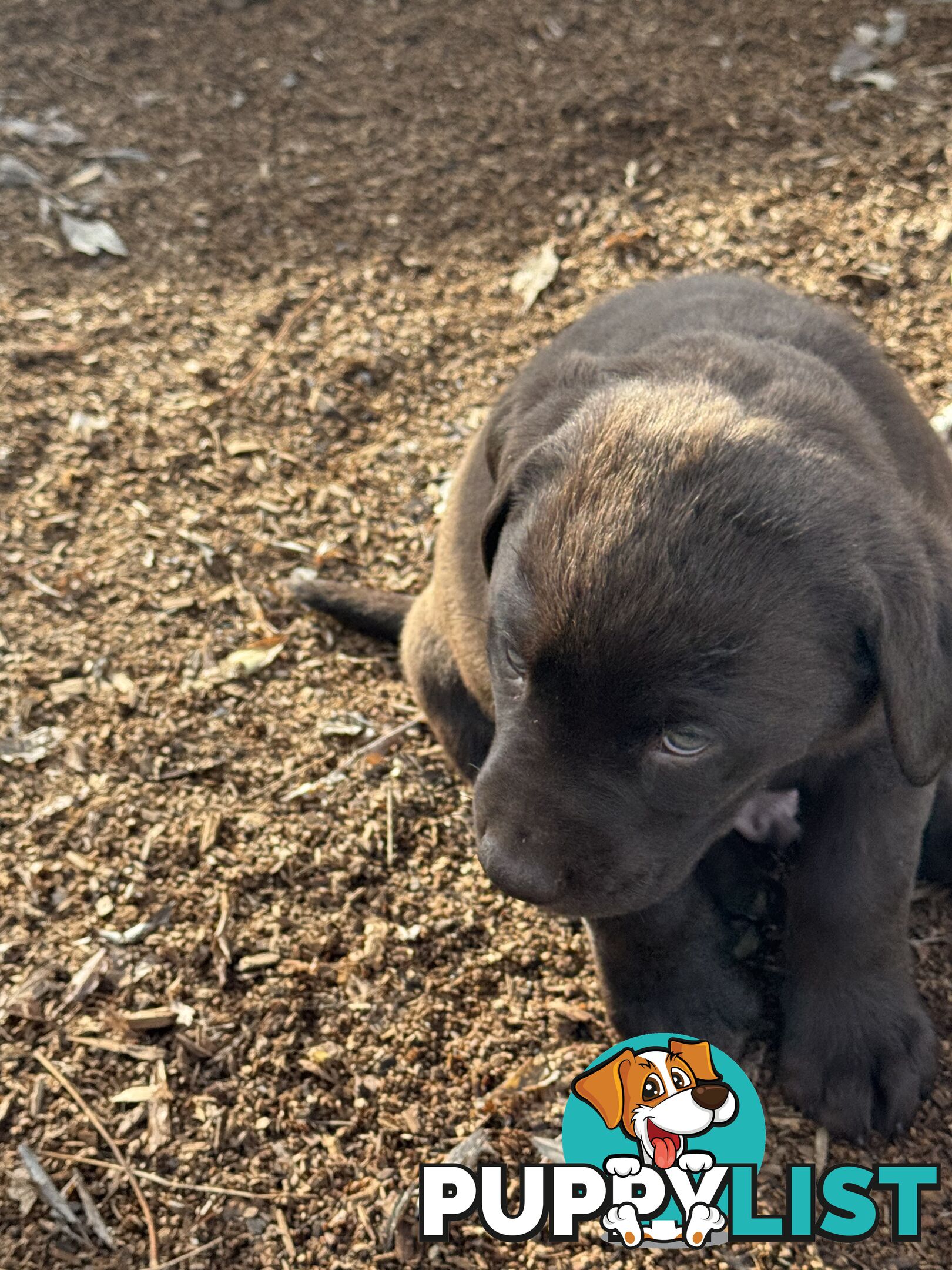 Labrador pups