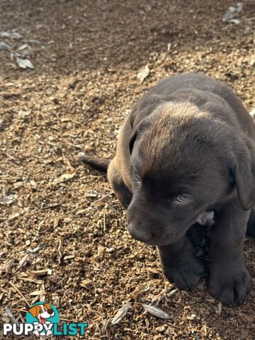 Labrador pups