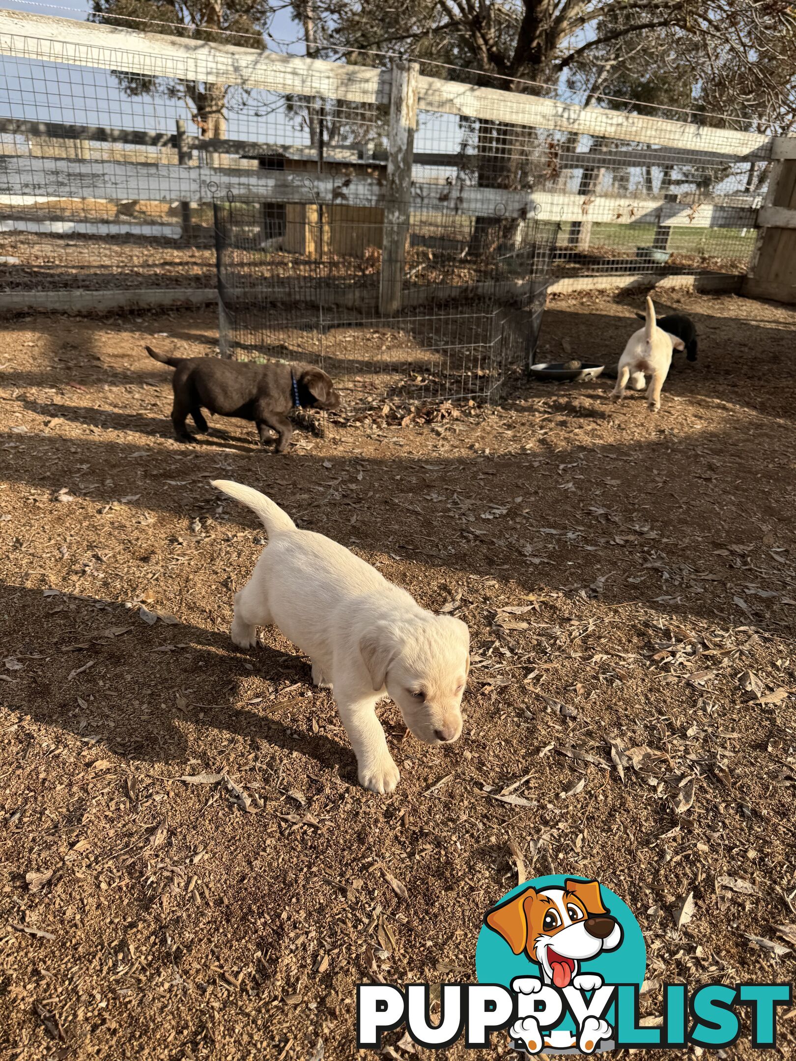Labrador pups