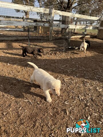 Labrador pups