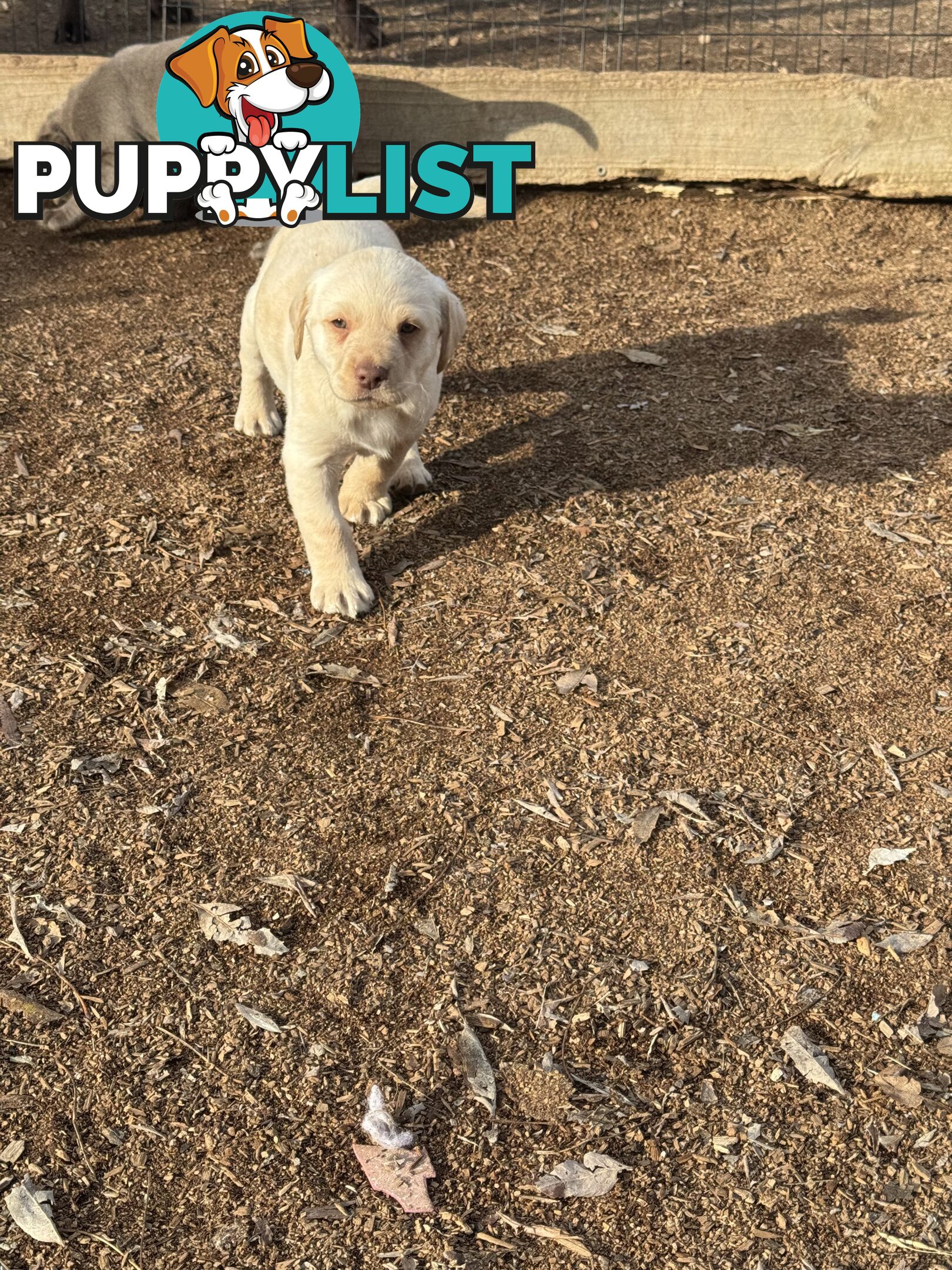 Labrador pups