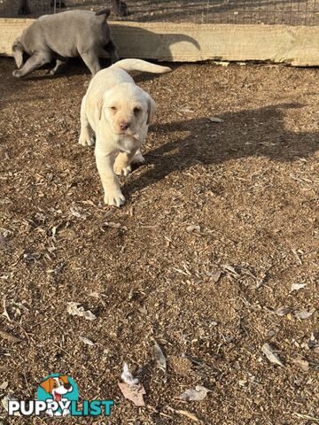 Labrador pups