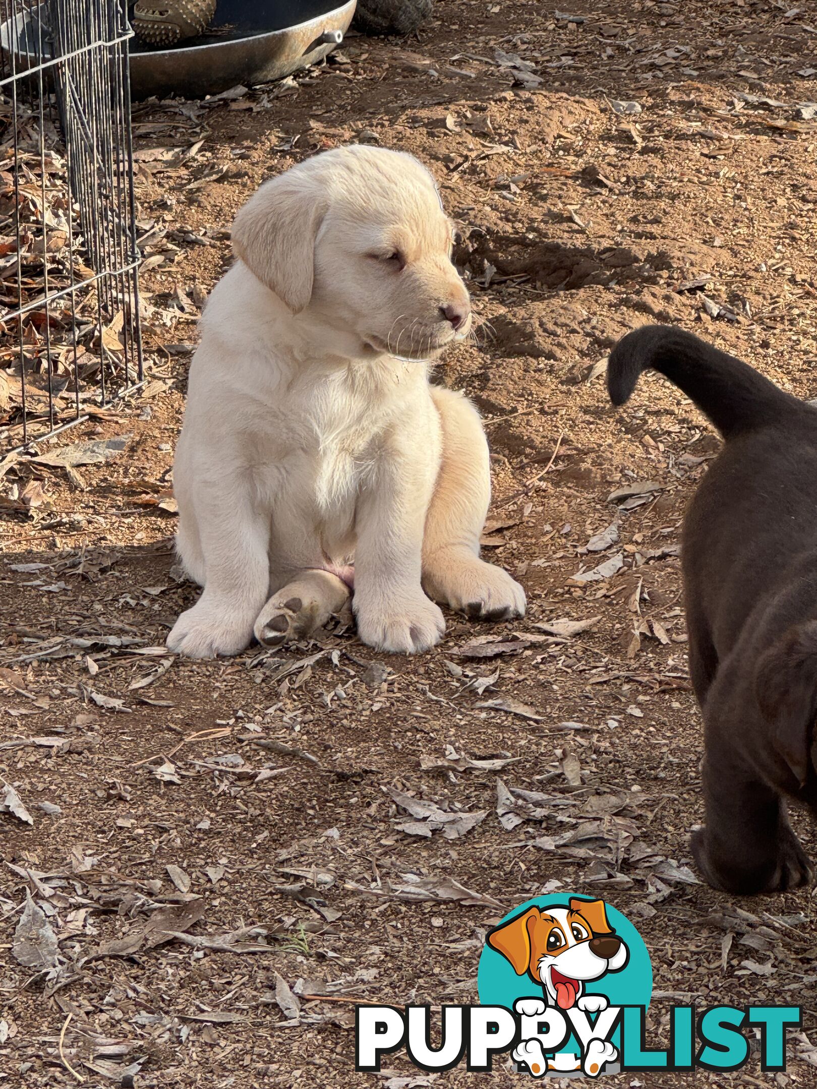 Labrador pups