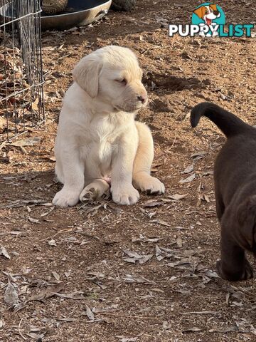 Labrador pups
