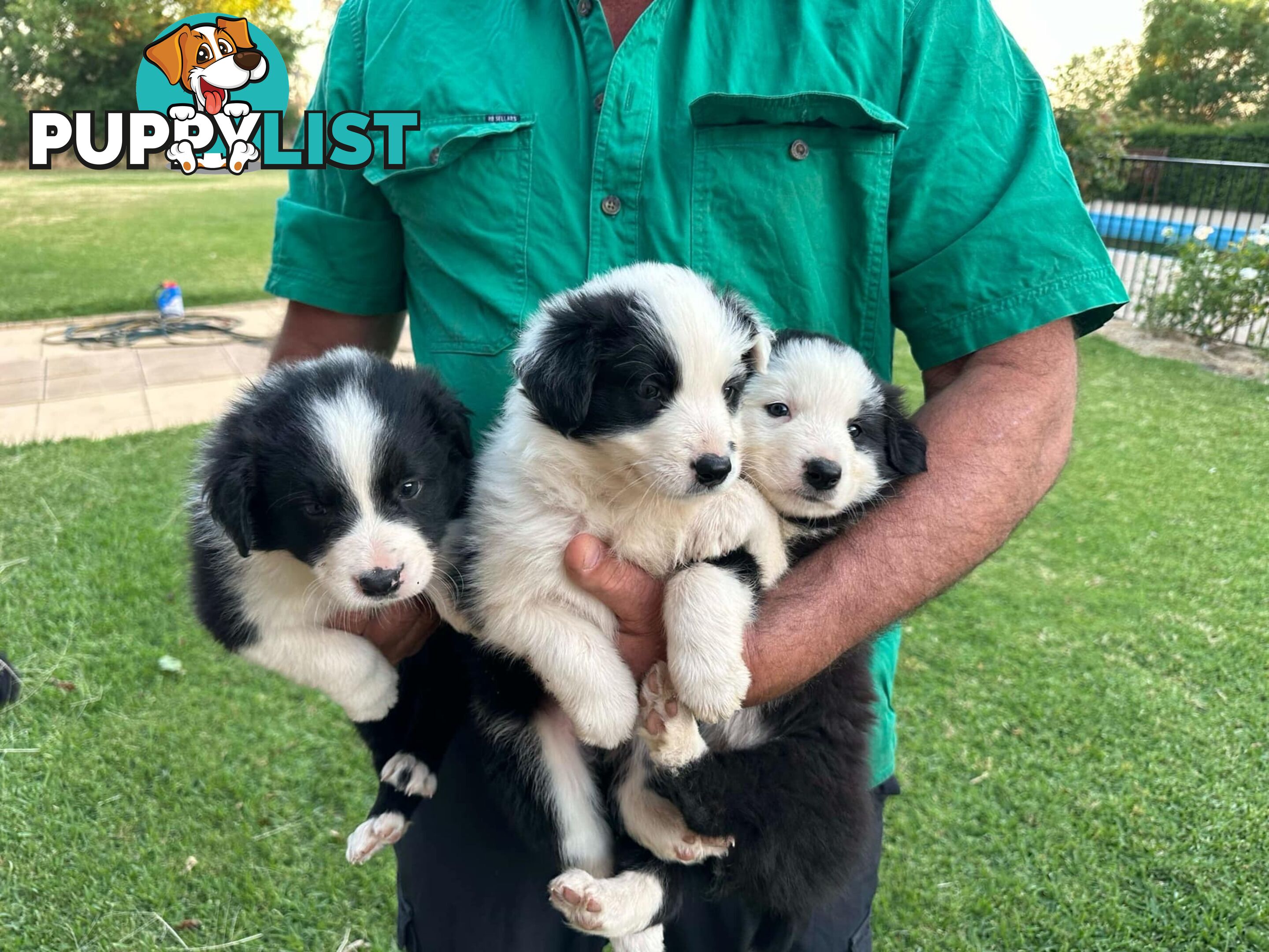 Border Collie Puppies