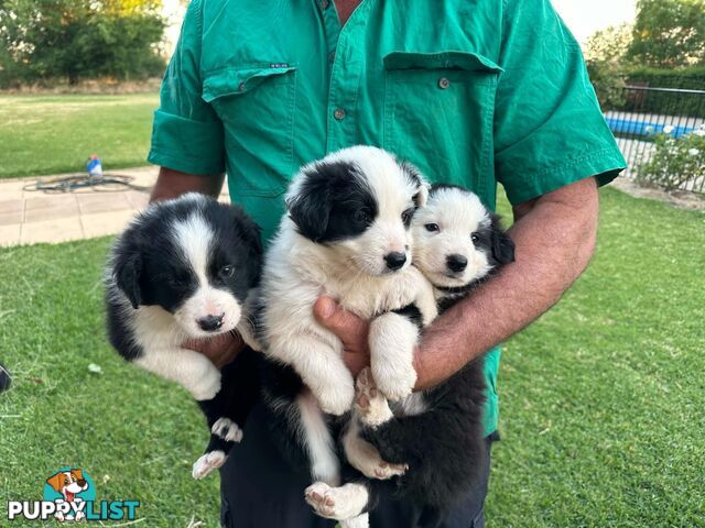 Border Collie Puppies