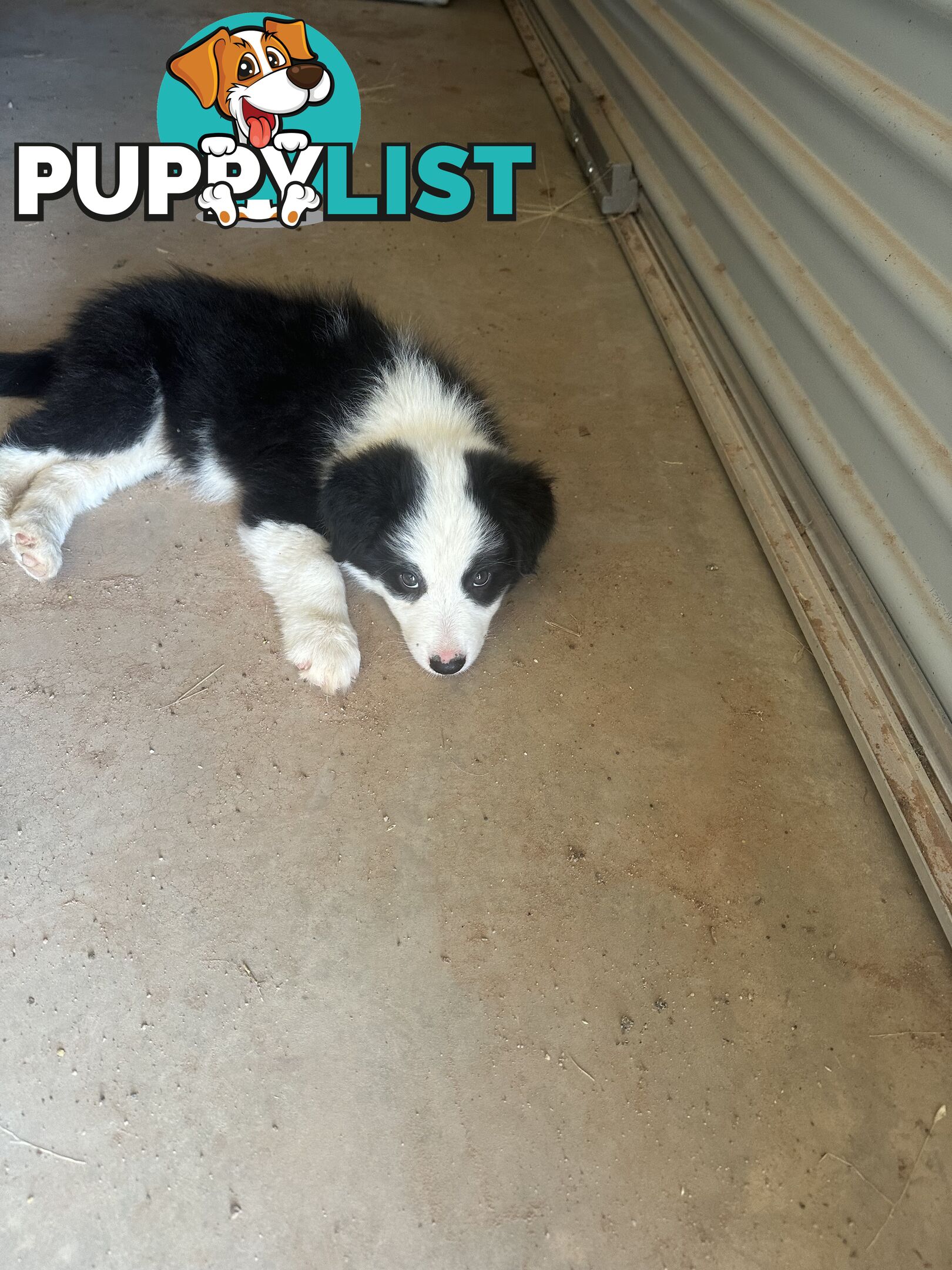 Border Collie Puppies