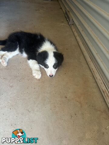 Border Collie Puppies