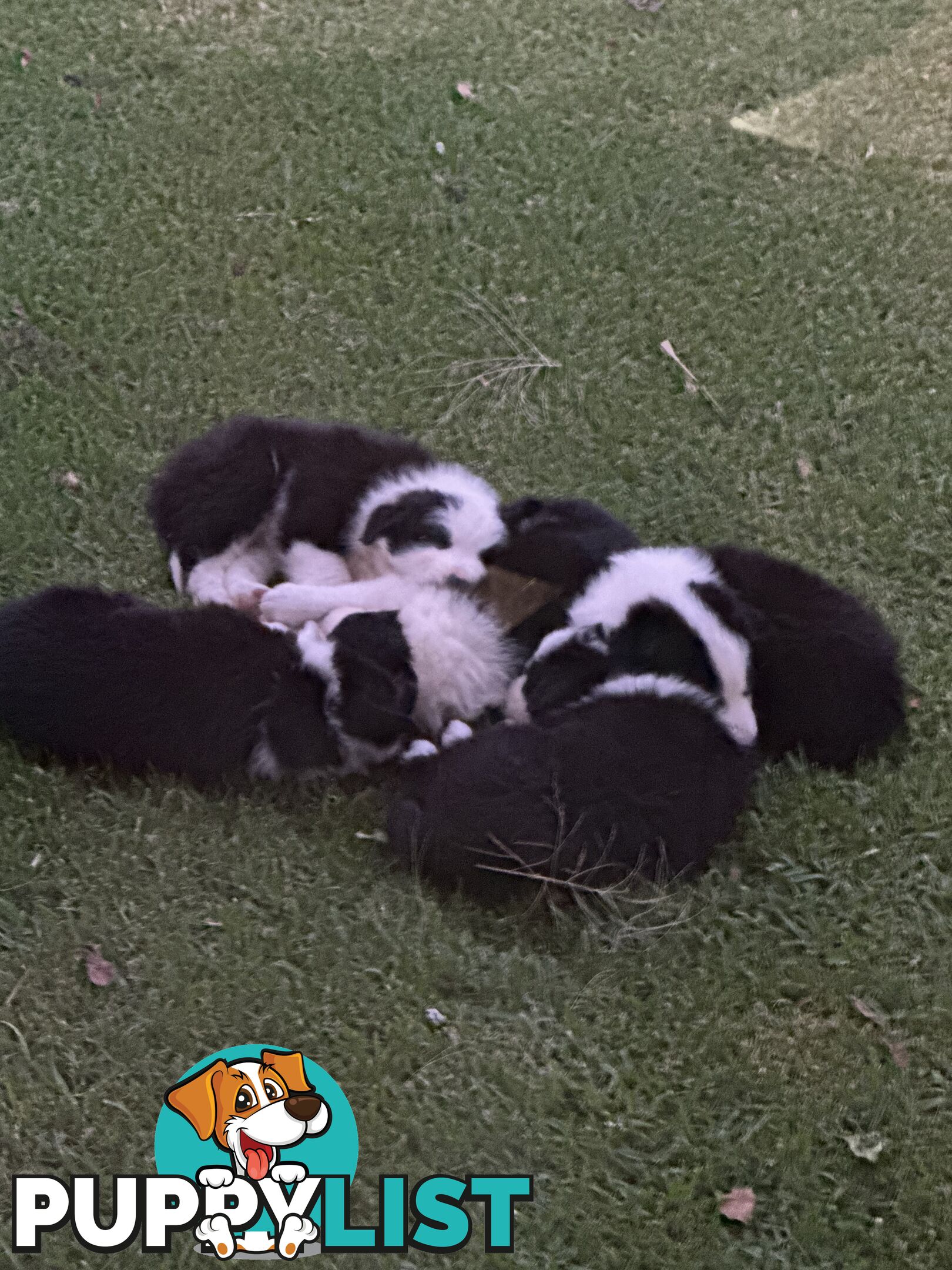 Border Collie Puppies