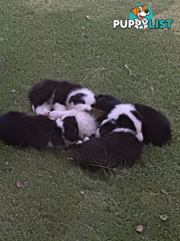 Border Collie Puppies