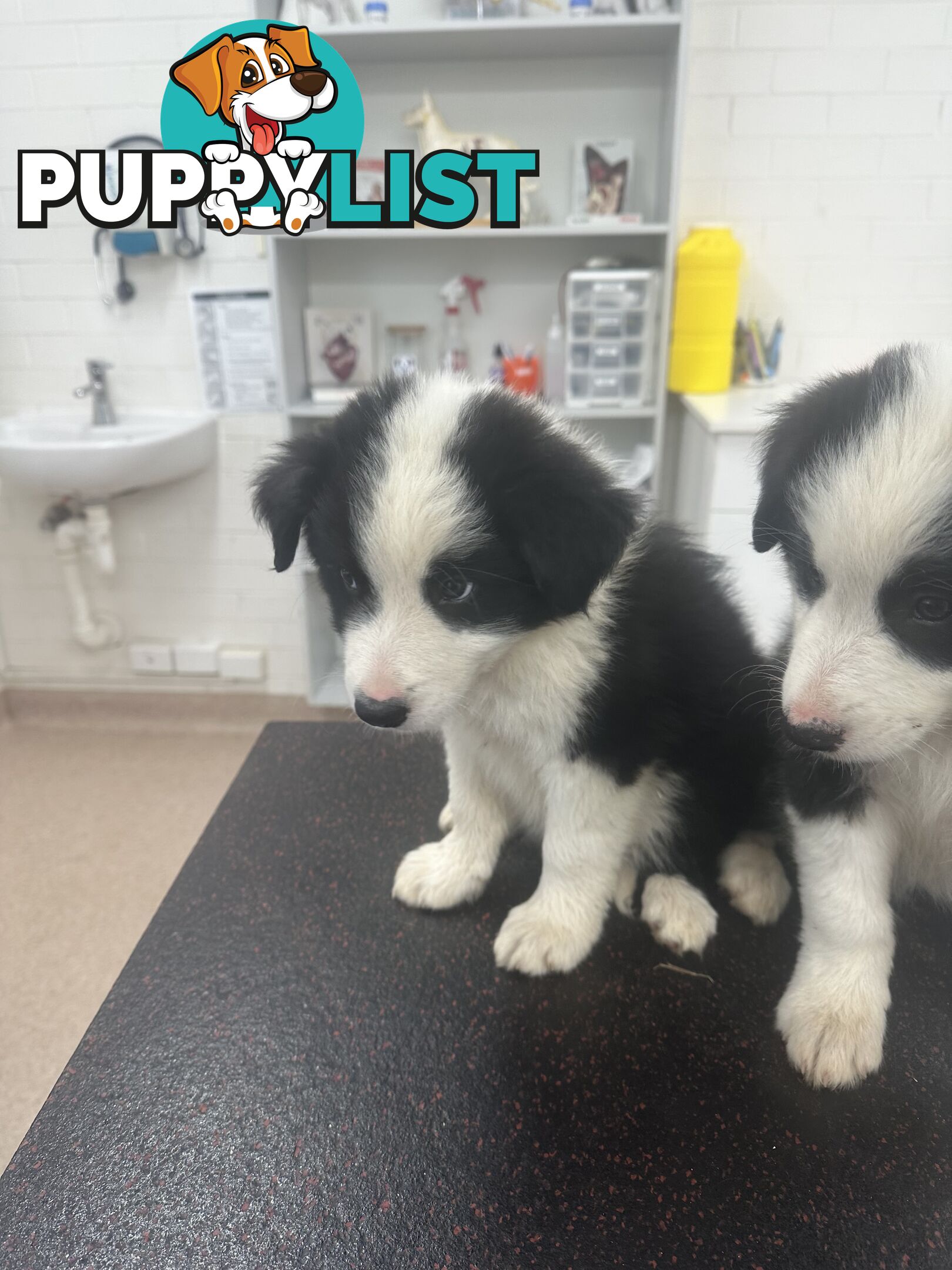 Border Collie Puppies