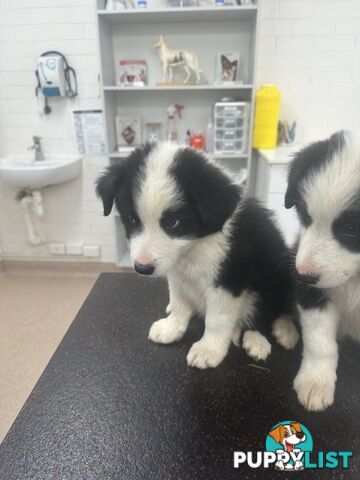 Border Collie Puppies