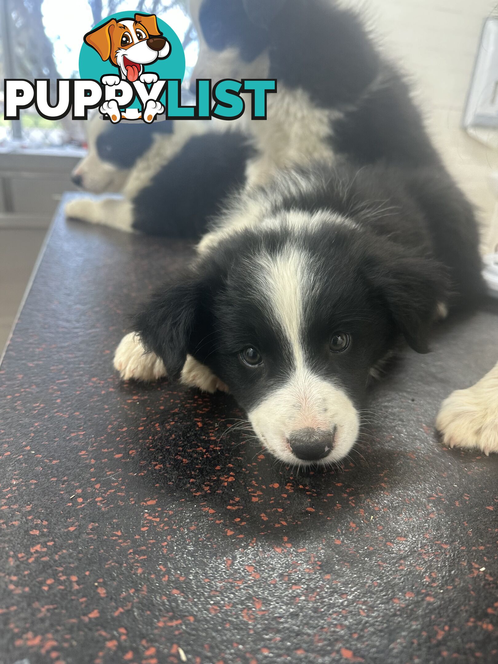 Border Collie Puppies