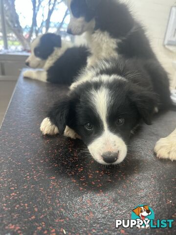 Border Collie Puppies