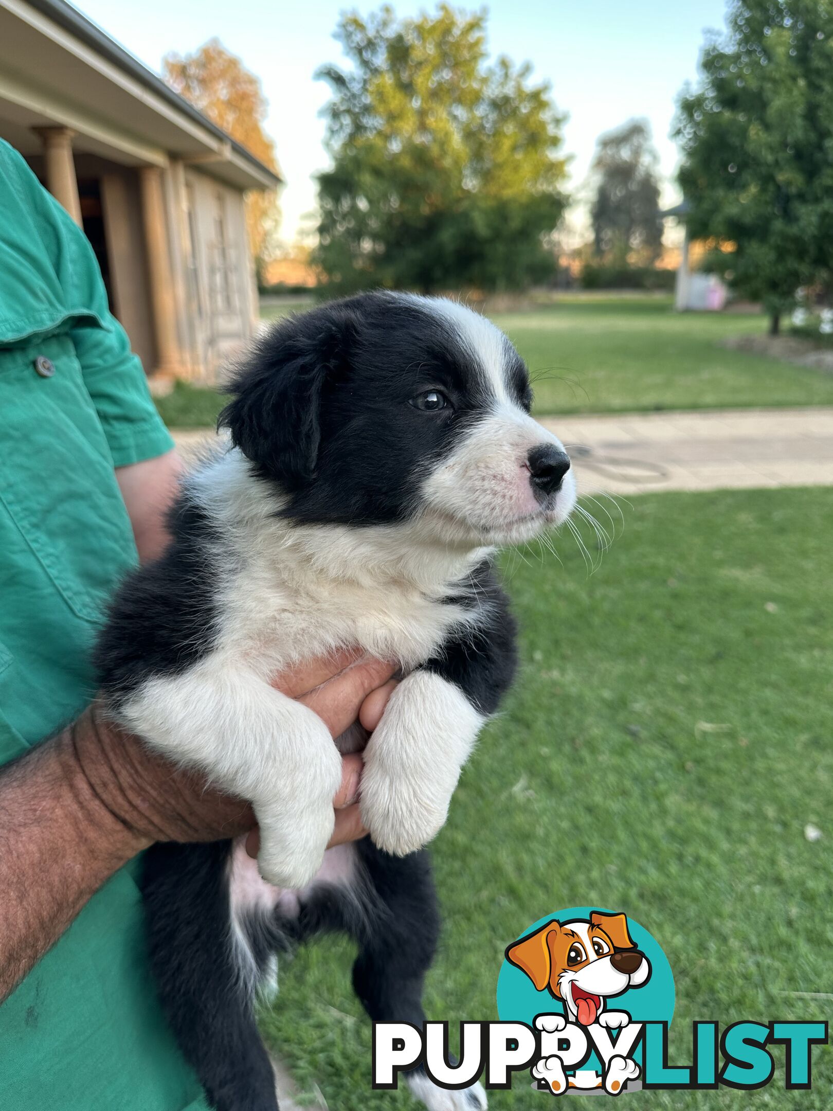 Border Collie Puppies