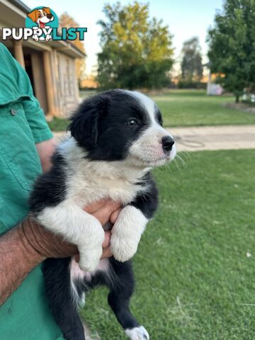 Border Collie Puppies