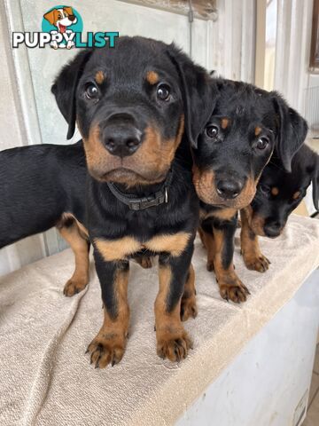 Rottweiler puppies