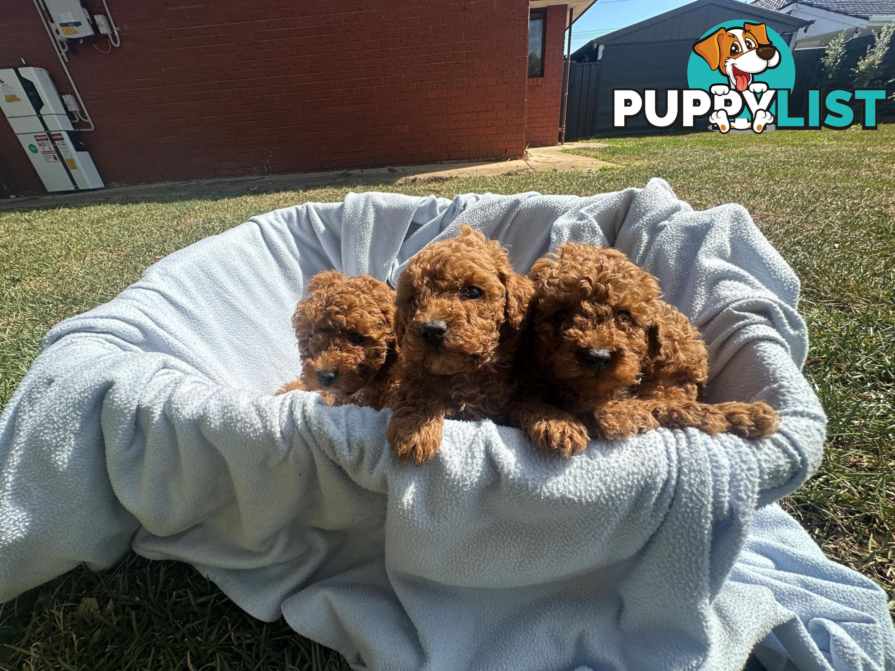 2 Apricot Toy Poodles for Sale