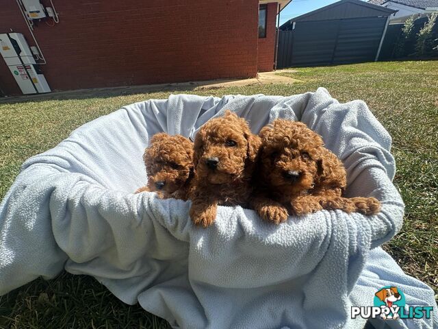 Apricot Toy Poodles for Sale