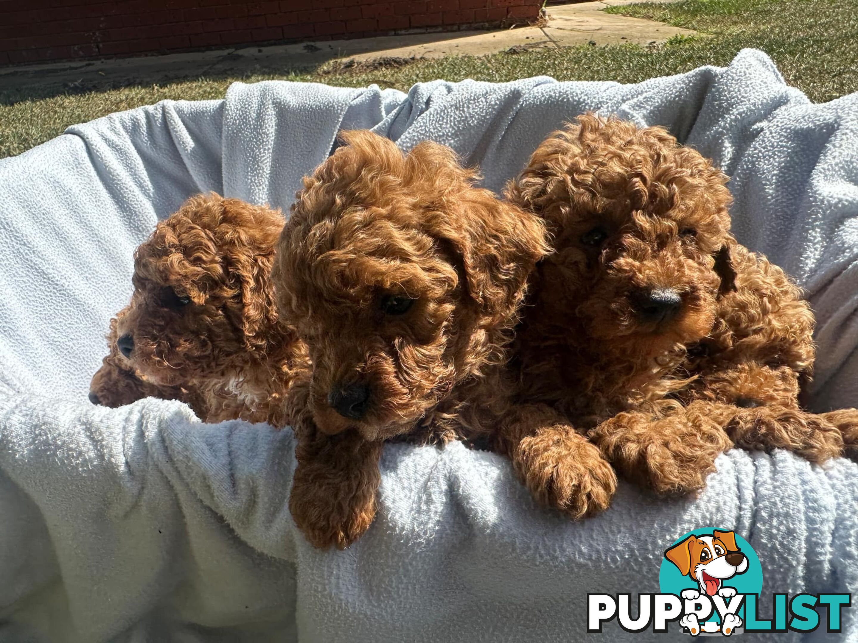 2 Apricot Toy Poodles for Sale