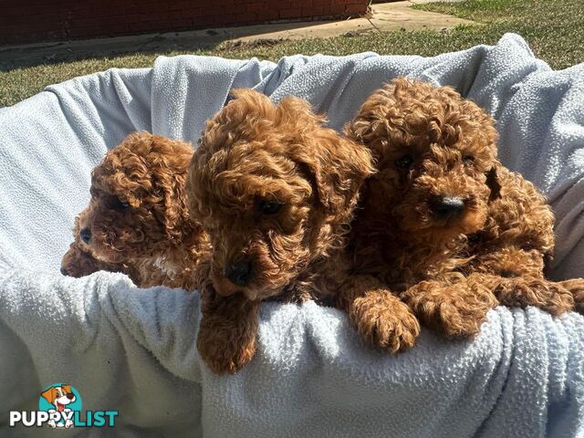 2 Apricot Toy Poodles for Sale