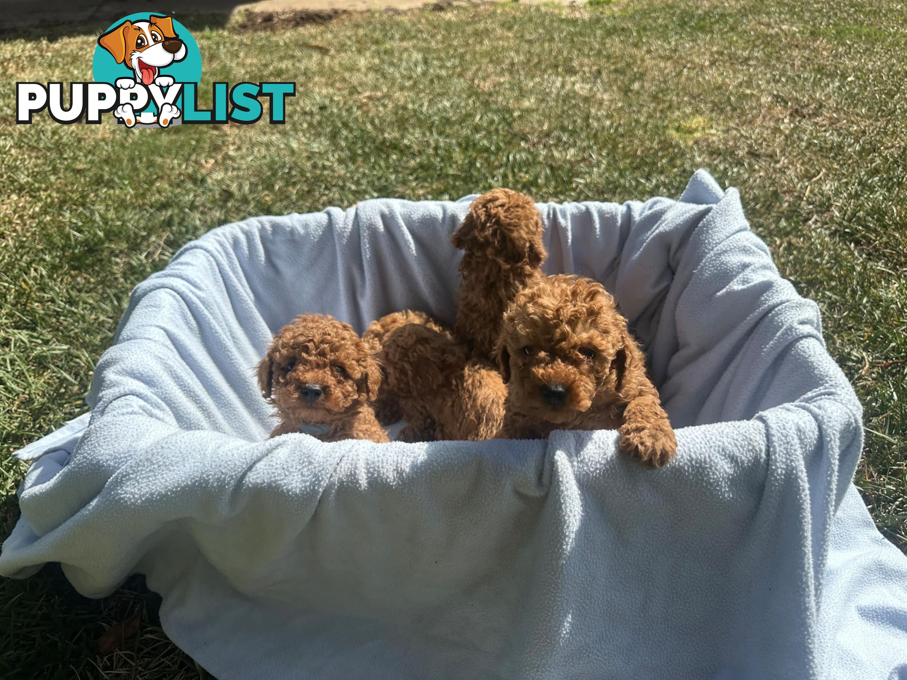 2 Apricot Toy Poodles for Sale