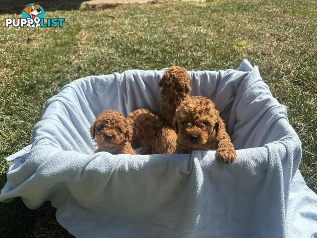 2 Apricot Toy Poodles for Sale