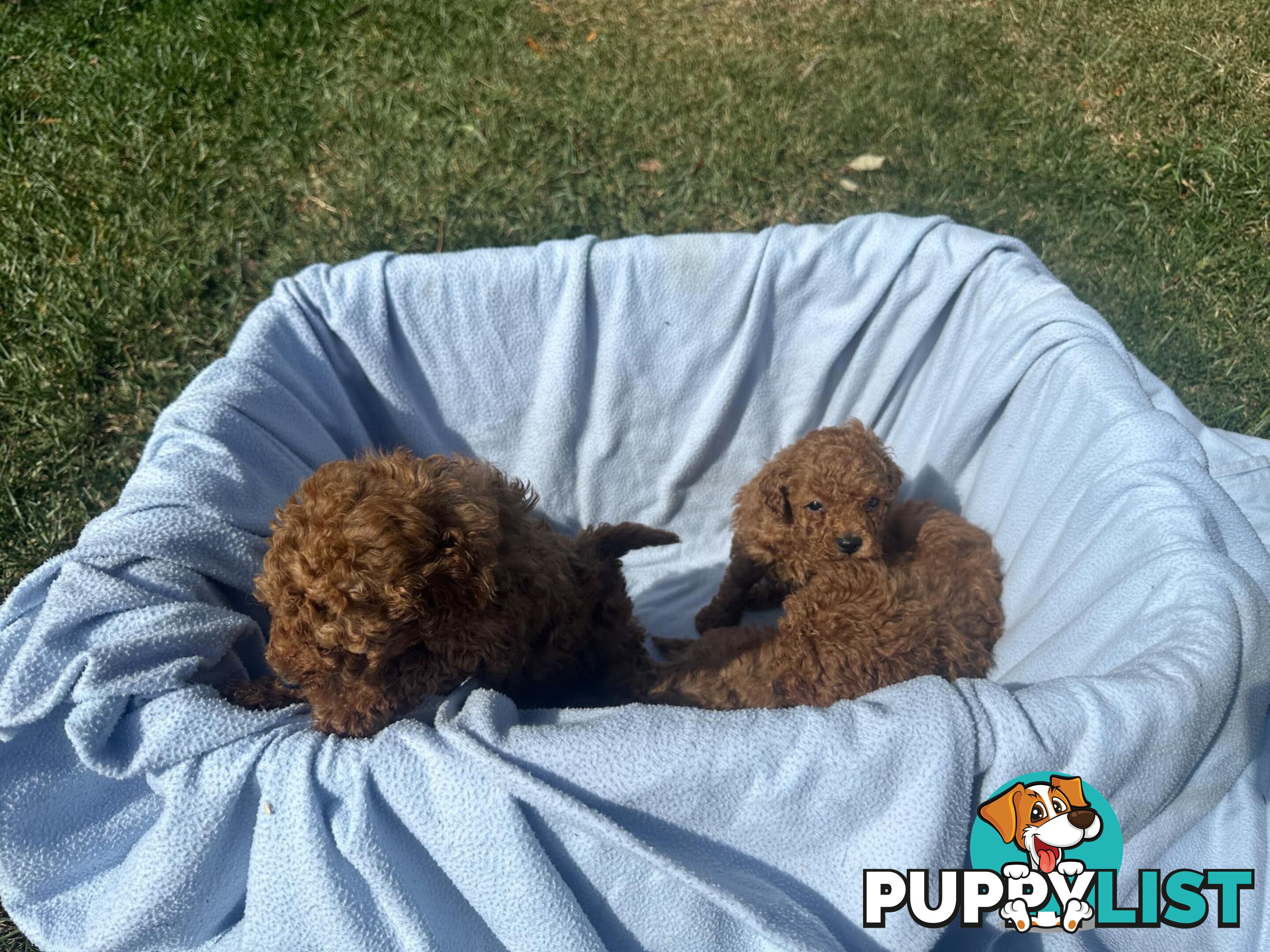 2 Apricot Toy Poodles for Sale