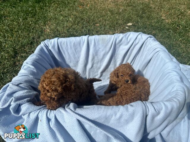 2 Apricot Toy Poodles for Sale