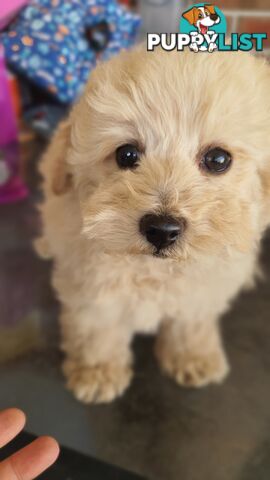 Pure Breed Toy Poodle