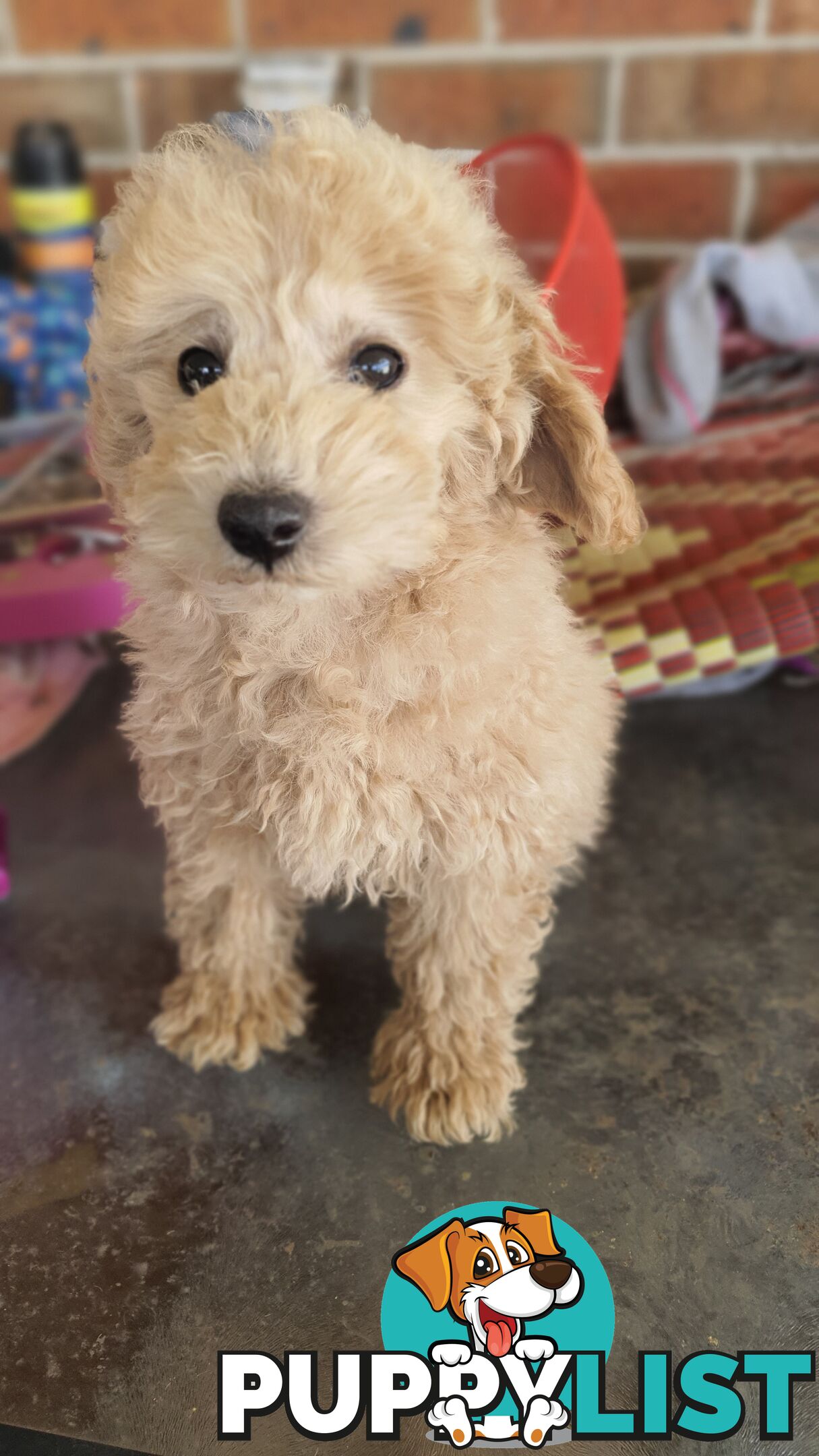 Pure Breed Toy Poodle