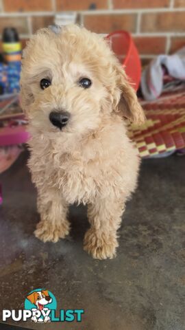 Pure Breed Toy Poodle