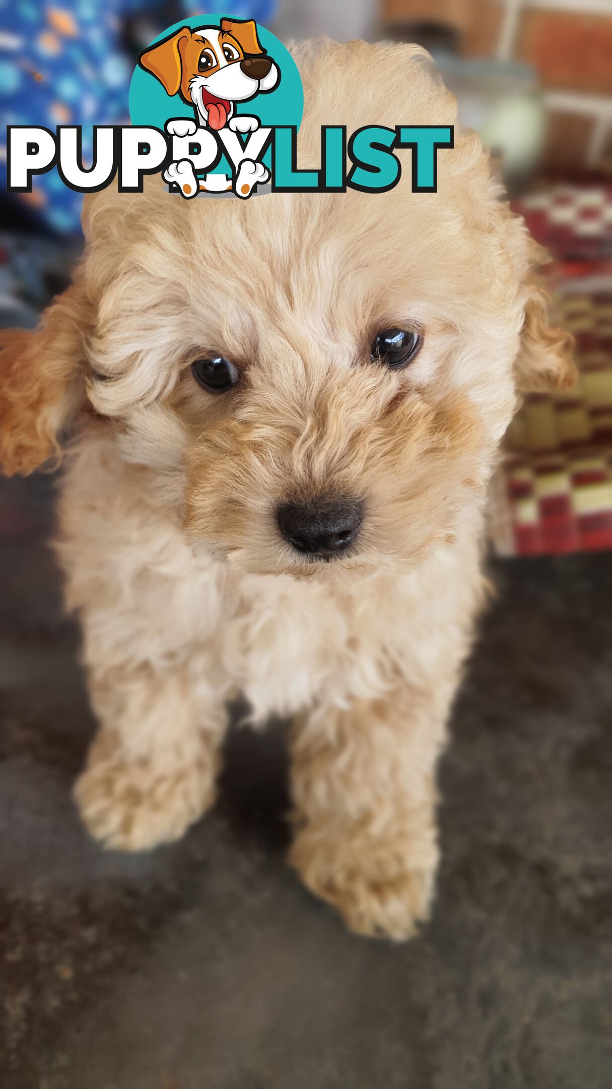 Pure Breed Toy Poodle