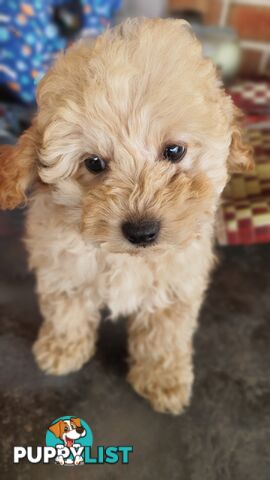 Pure Breed Toy Poodle