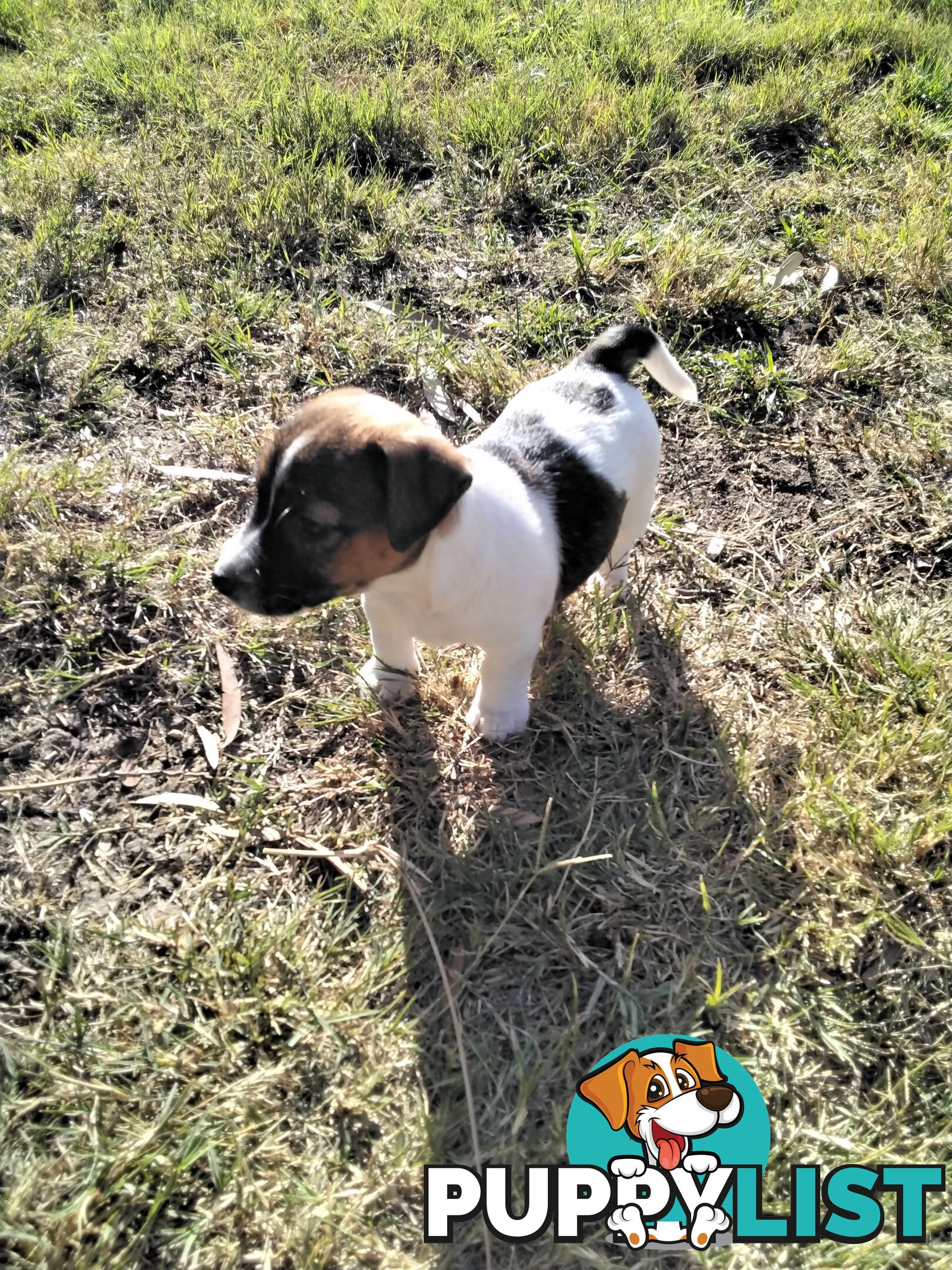 Broken Coat Jack Russell girl.