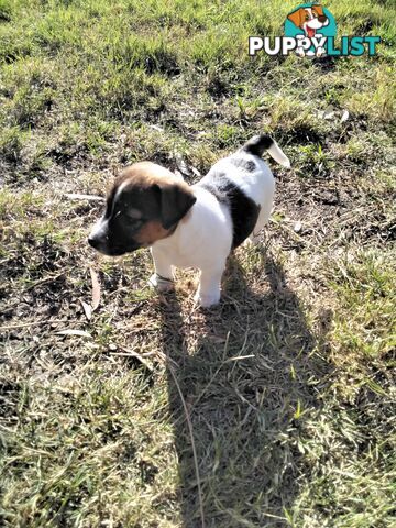 Broken Coat Jack Russell girl.