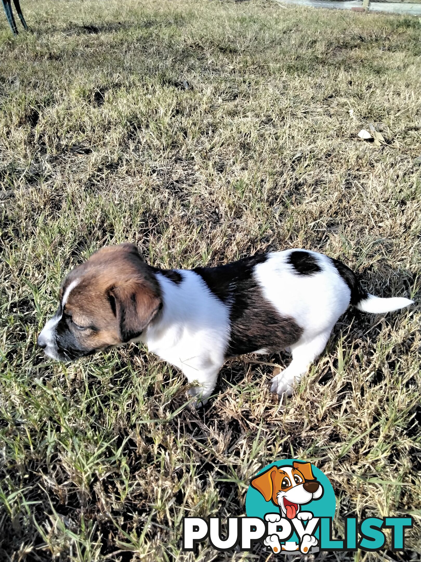 Broken Coat Jack Russell girl.