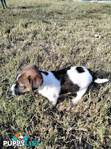 Broken Coat Jack Russell girl.