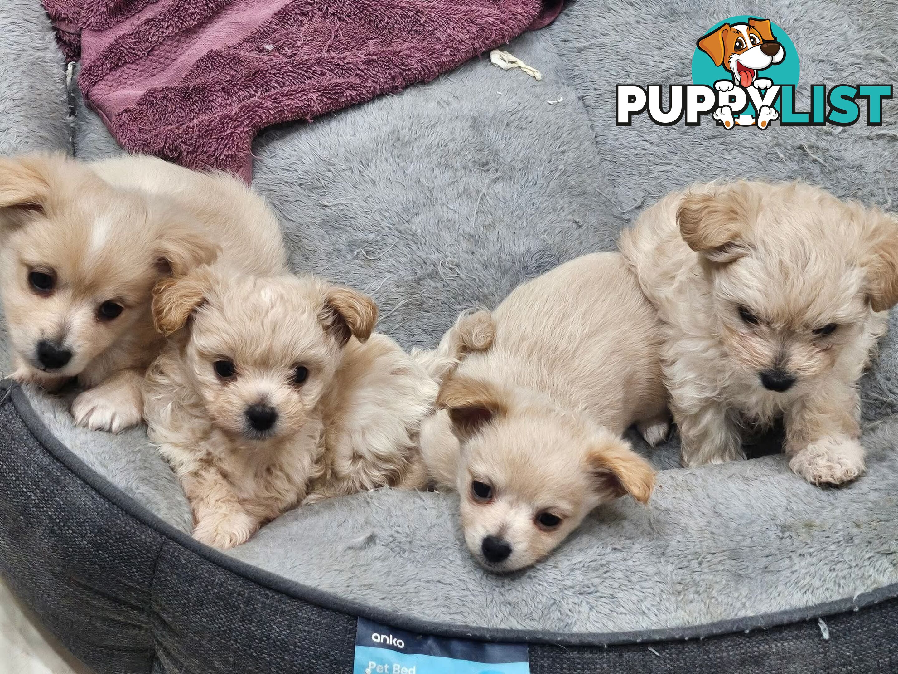 Maltese x Pomeranian puppies