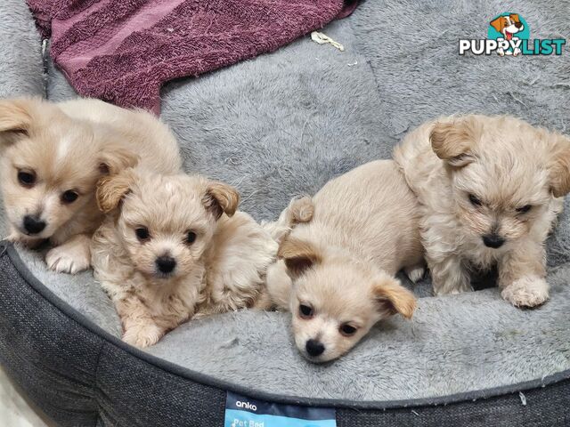 Maltese x Pomeranian puppies