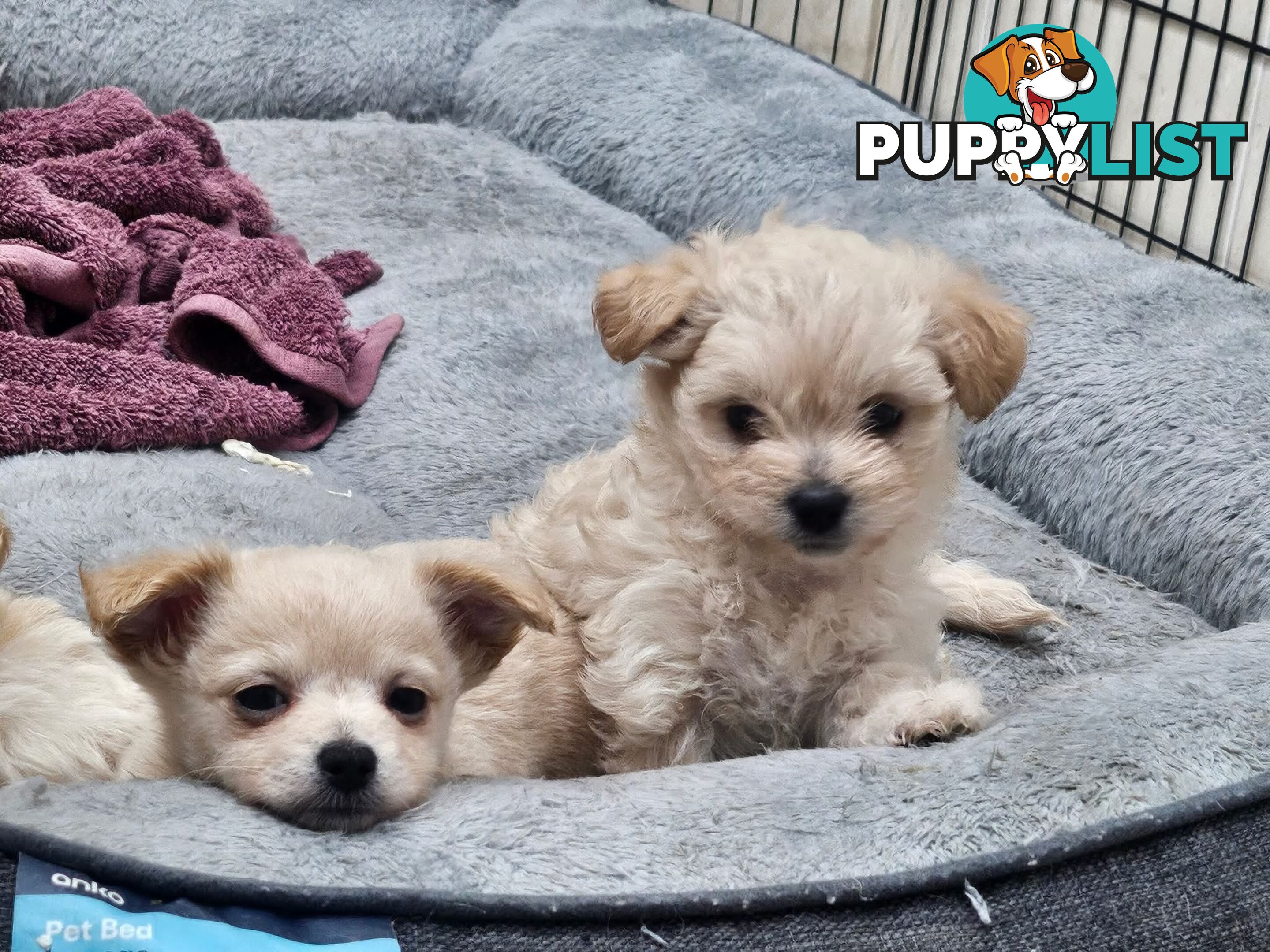 Maltese x Pomeranian puppies
