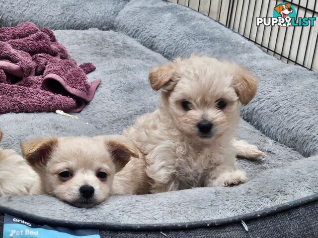 Maltese x Pomeranian puppies
