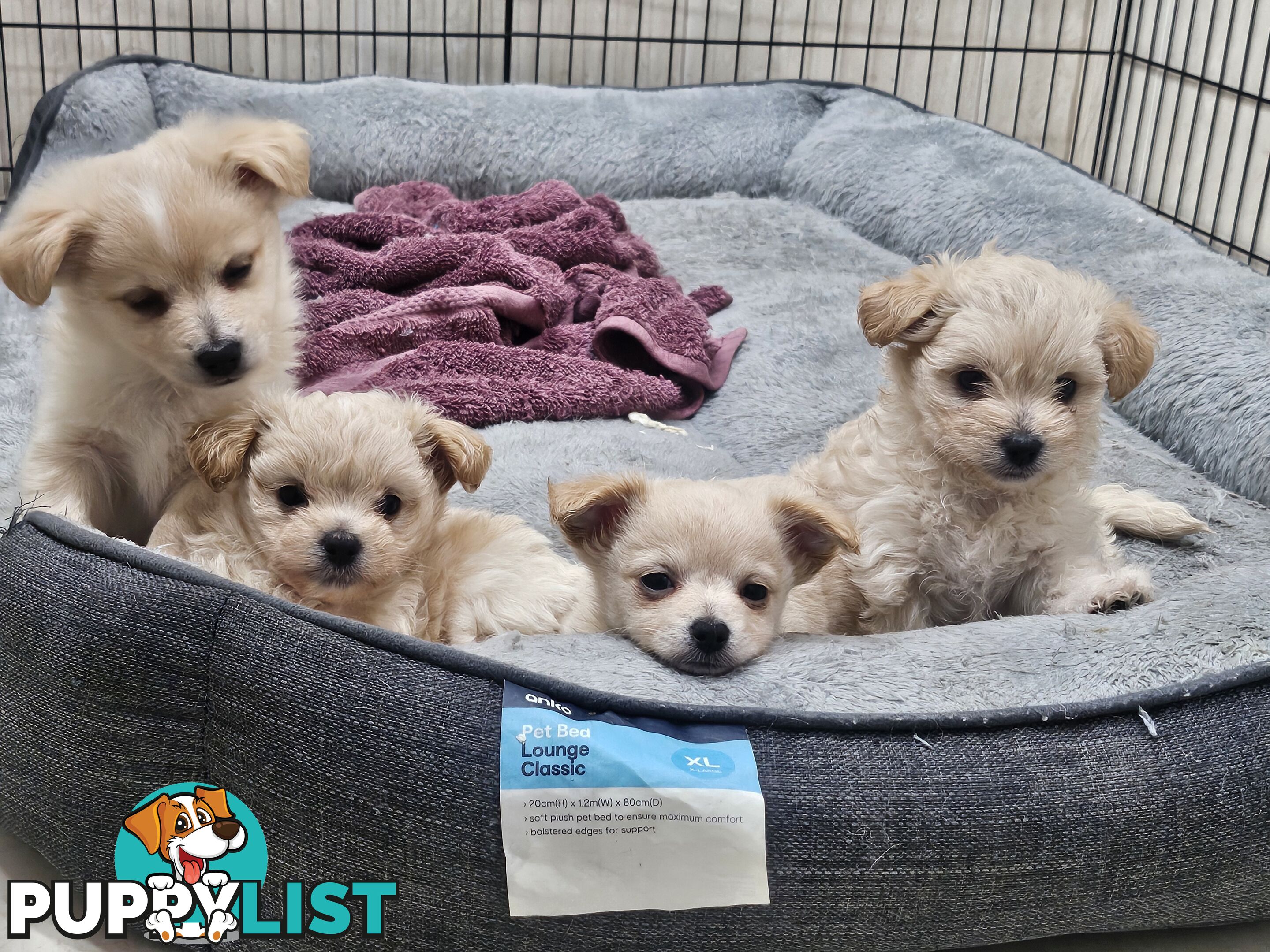 Maltese x Pomeranian puppies
