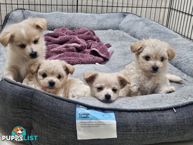 Maltese x Pomeranian puppies
