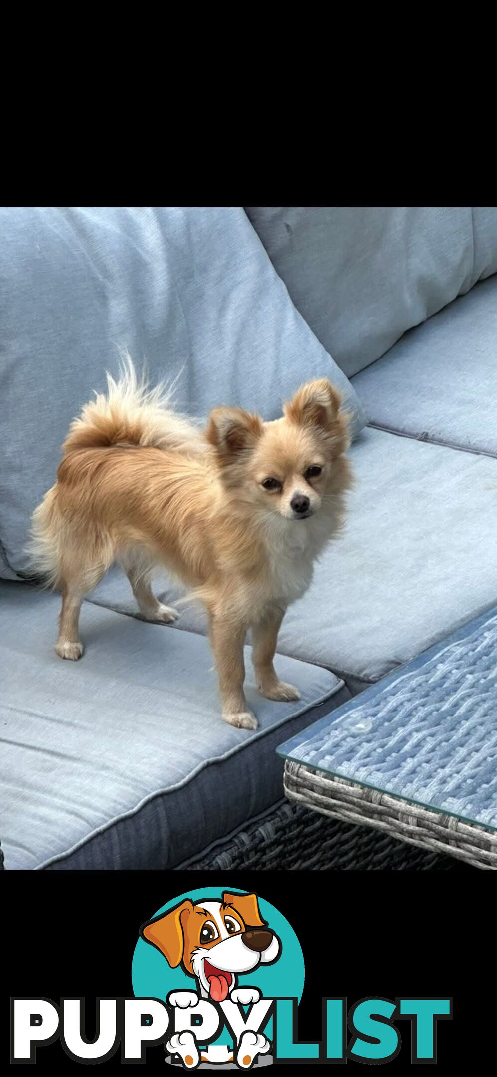 Maltese x Pomeranian puppies