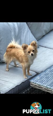 Maltese x Pomeranian puppies