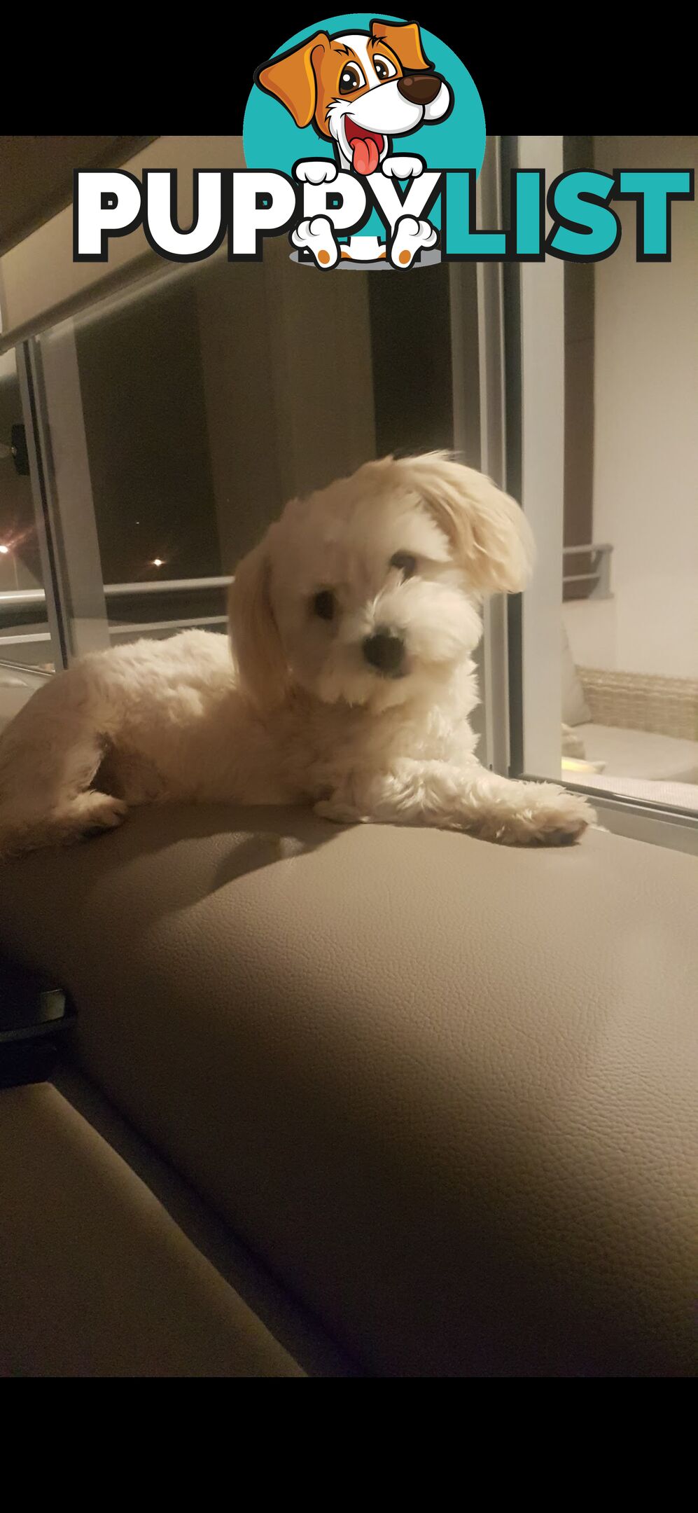 Maltese x Pomeranian puppies