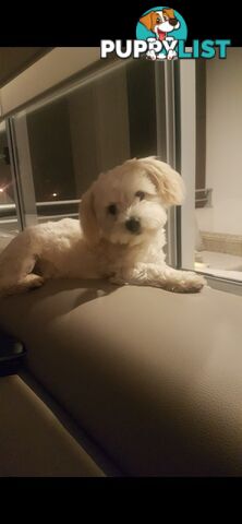 Maltese x Pomeranian puppies