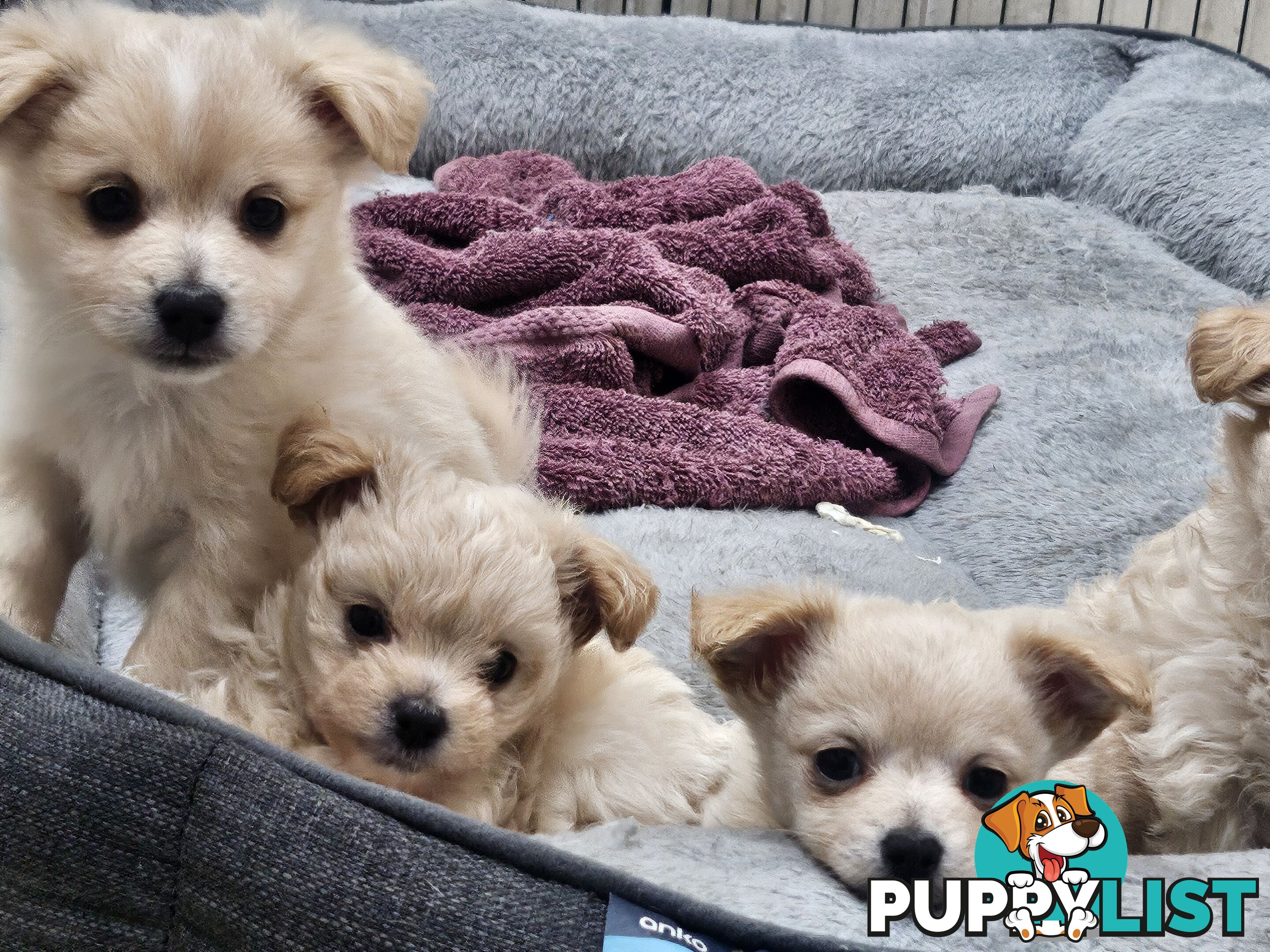 Maltese x Pomeranian puppies