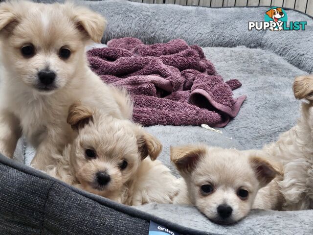 Maltese x Pomeranian puppies